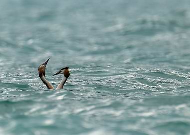 Great Crested Grebe Pair
