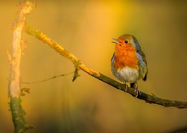 Robin on Branch