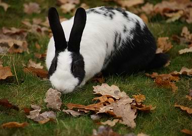 Black and White Rabbit in Autumn