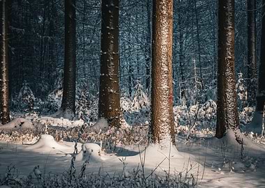 Snowy Forest