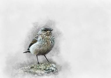 Watercolor Bird Illustration