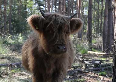 Highland Cow in Forest