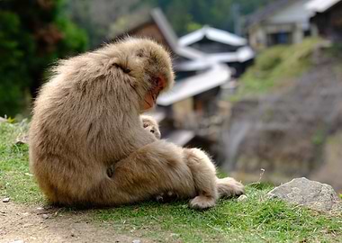 Japanese Macaque Mother and Baby