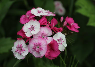 Pink and White Flowers