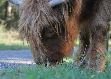 Highland Cow Grazing