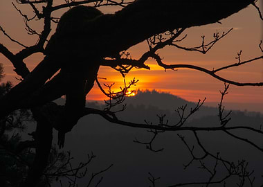 Sunset Through Branches