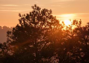 Sunset Through Trees