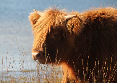 Highland Cow Portrait
