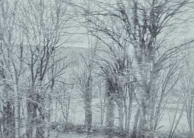 Winter Trees Through Window