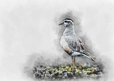 Grey Bird Watercolor