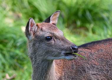 Close-up of a Deer