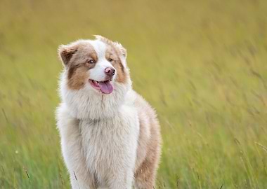 Australian Shepherd in Field