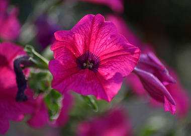 Pink Petunia Flower