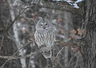 Barred Owl in Winter