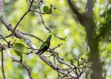 Green-Crested Hummingbird