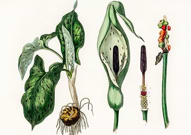 Botanical Illustration of Arum