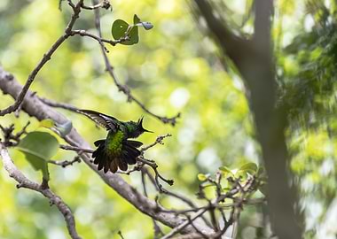 Hummingbird on Branch