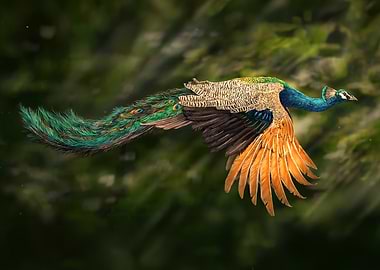 Peacock in Flight