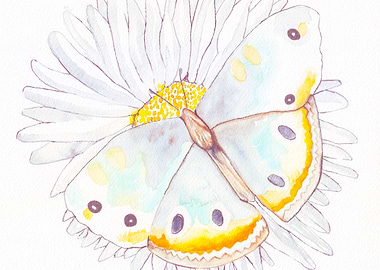 Watercolor Butterfly on Daisy