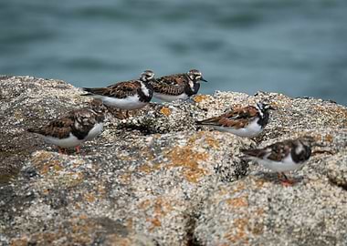 Ruddy Turnstone birds, Brittany France - Bretagne - Sein Island - Ile de Sein
