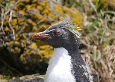 Northern Rockhopper Penguin