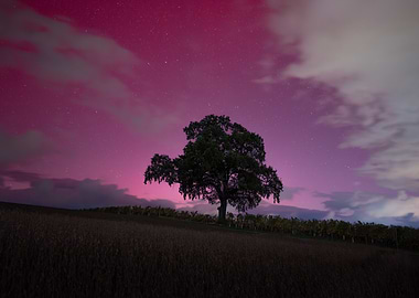 Silhouetted Tree Under Pink Northenr Lights