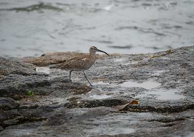 Cute Whimbrel bird, Brittany France - Bretagne, Sein Island - Ile de Sein