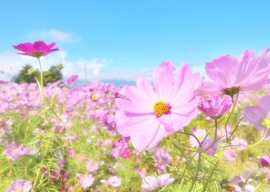 Pink Cosmos Field