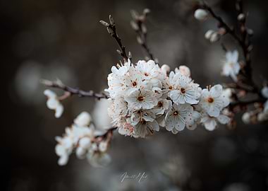 White Blossoms on Branch