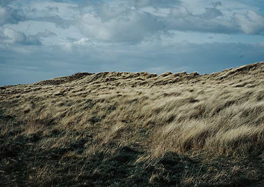 Windswept Grassy Dunes