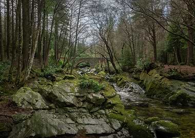 Tollymore Forest Park