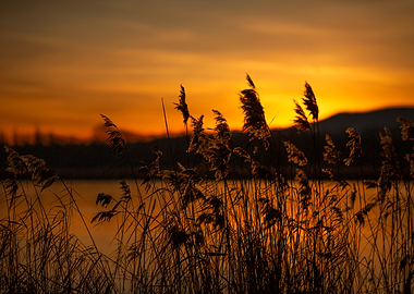 Sunset Over Reeds