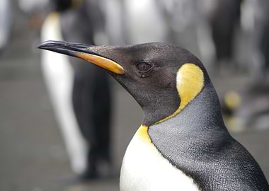 King Penguin Close-Up