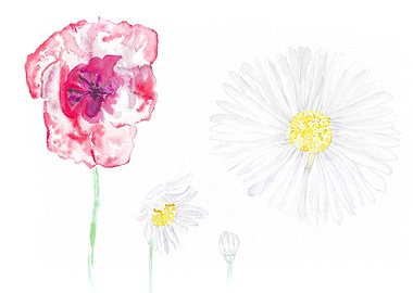 Poppy and Daisies