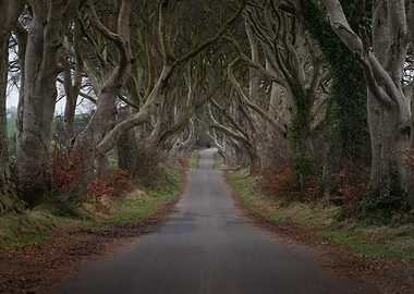 The Dark Hedges