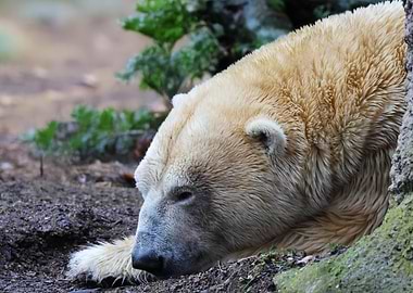 Sleeping Polar Bear