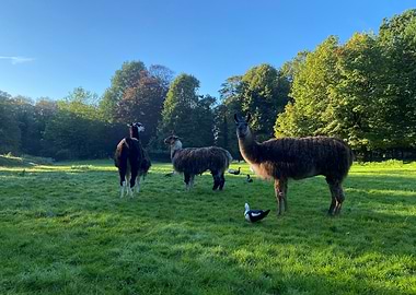 Llamas on a grass field in the sun