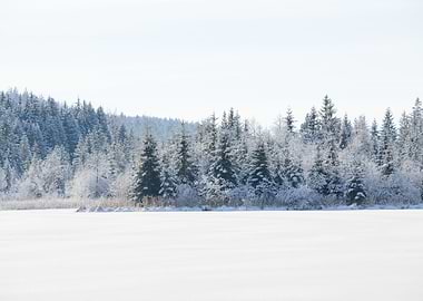 Snowy Pine Trees Dream #1