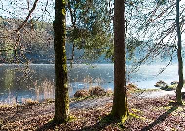Serene Forest Lake View #1