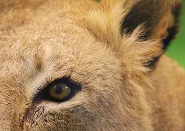 Lion's Eye Close-Up