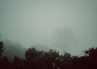 Misty Forest Landscape