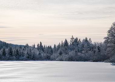 Pastel Snowy Pine Trees Dream #1