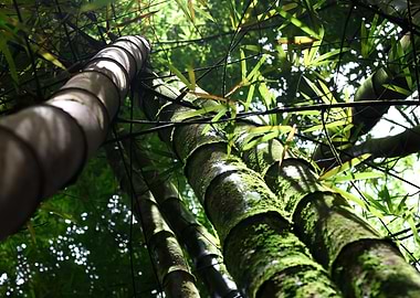 Bamboo Forest