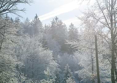 Snowy Woods Tranquility #1