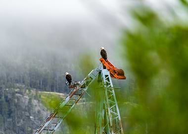Bald Eagles on Guard