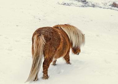 Pony in Winter