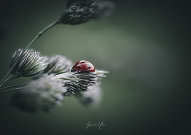 Ladybug on a Plant