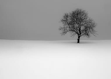 Lone Tree in Winter