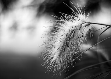Dewy Grass Seed Head
