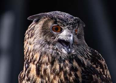 Eurasian Eagle-Owl Portrait